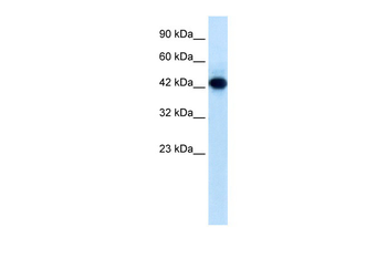 RNF135 Rabbit Polyclonal Antibody