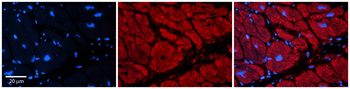 TRIM39 Rabbit Polyclonal Antibody