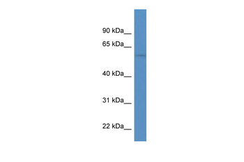 CHRND Rabbit Polyclonal Antibody