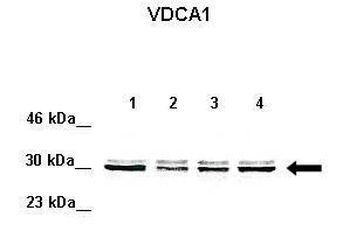 VDAC1 Rabbit Polyclonal Antibody
