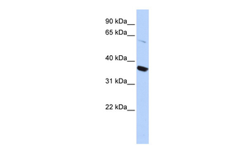 KCNA10 Rabbit Polyclonal Antibody