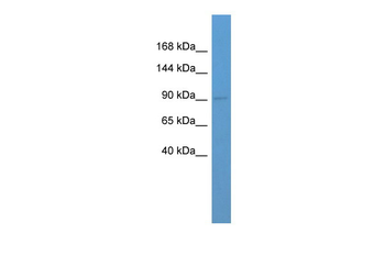 Gria3 Rabbit Polyclonal Antibody