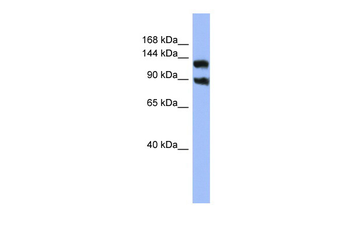 KCNH3 Rabbit Polyclonal Antibody