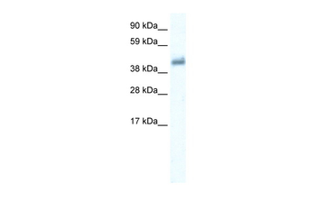 GABRE Rabbit Polyclonal Antibody