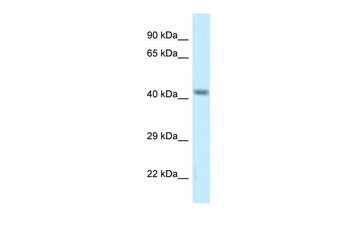 Cacng8 Rabbit Polyclonal Antibody