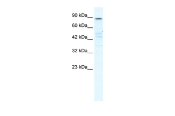 KCNQ2 Rabbit Polyclonal Antibody