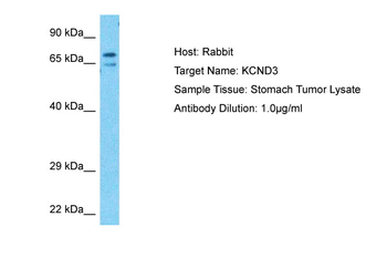 KCND3 Rabbit Polyclonal Antibody