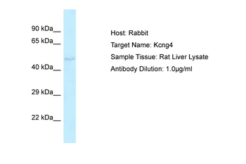 Kcng4 Rabbit Polyclonal Antibody