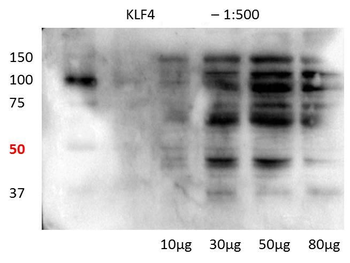 KLF4 Rabbit Polyclonal Antibody
