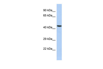 ILF2 Rabbit Polyclonal Antibody