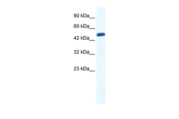 ZNF239 Rabbit Polyclonal Antibody