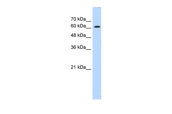 ZIC2 Rabbit Polyclonal Antibody