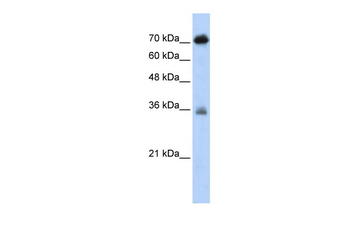 NKRF Rabbit Polyclonal Antibody