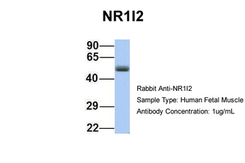NR1I2 Rabbit Polyclonal Antibody