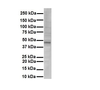 NR1I2 Rabbit Polyclonal Antibody