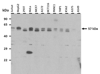 CREB3L1 Rabbit Polyclonal Antibody