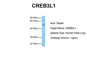 CREB3L1 Rabbit Polyclonal Antibody