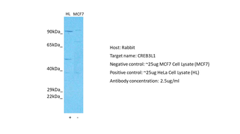 CREB3L1 Rabbit Polyclonal Antibody