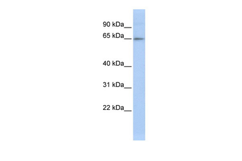 ZNF619 Rabbit Polyclonal Antibody