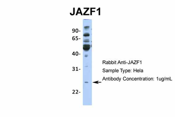 JAZF1 Rabbit Polyclonal Antibody