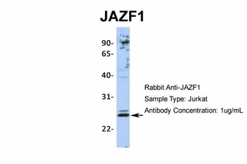 JAZF1 Rabbit Polyclonal Antibody