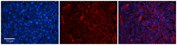 DHX30 Rabbit Polyclonal Antibody