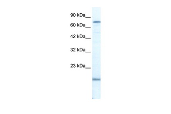 PGBD3 Rabbit Polyclonal Antibody