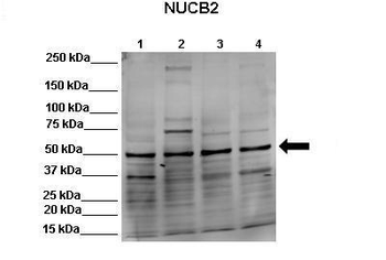 NUCB2 Rabbit Polyclonal Antibody