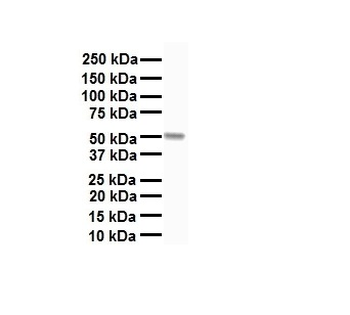 CHRNA7 Rabbit Polyclonal Antibody