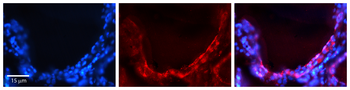 GJA1 Rabbit Polyclonal Antibody