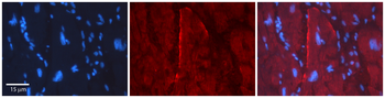 GJC2 Rabbit Polyclonal Antibody