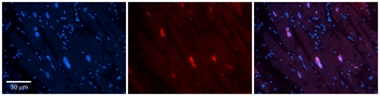 MCM4 Rabbit Polyclonal Antibody