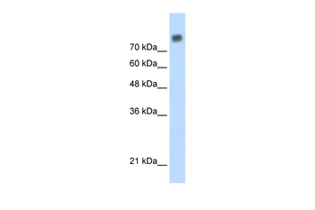 MCM6 Rabbit Polyclonal Antibody
