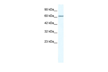 MCM5 Rabbit Polyclonal Antibody