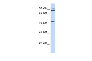 MCM9 Rabbit Polyclonal Antibody