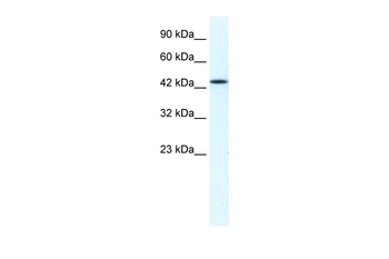 MCM7 Rabbit Polyclonal Antibody