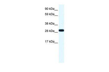 ANXA4 Rabbit Polyclonal Antibody