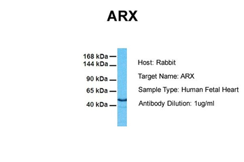 ARX Rabbit Polyclonal Antibody