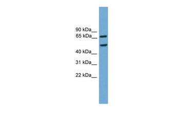 Egr1 Rabbit Polyclonal Antibody
