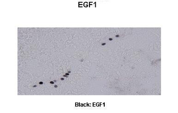 EGR1 Rabbit Polyclonal Antibody