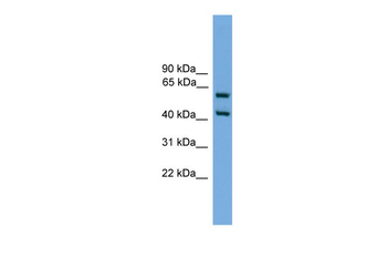 Elf3 Rabbit Polyclonal Antibody