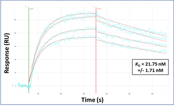 Ifi204 Rabbit Polyclonal Antibody