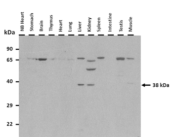 Klf2 Rabbit Polyclonal Antibody