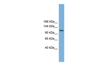 Myt1 Rabbit Polyclonal Antibody