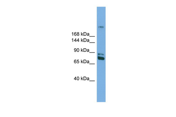 Dnmt1 Rabbit Polyclonal Antibody