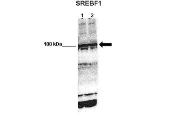 SREBF1 Rabbit Polyclonal Antibody