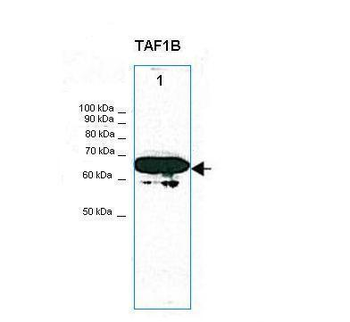 TAF1B Rabbit Polyclonal Antibody