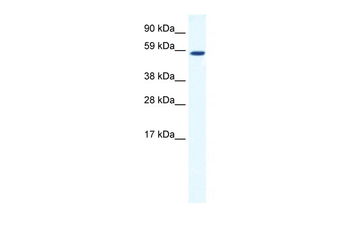 TAF1B Rabbit Polyclonal Antibody