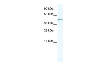 FOXI1 Rabbit Polyclonal Antibody