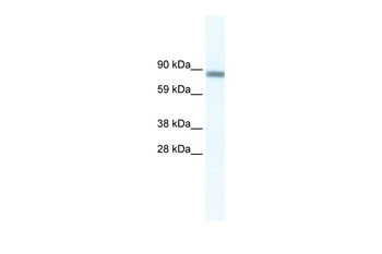 GATAD2A Rabbit Polyclonal Antibody